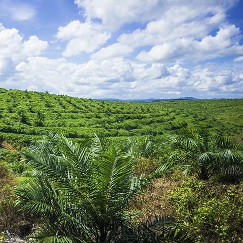 Vi er medlemmer og støttespillere av Roundtable on Sustainable Palm Oil (RSPO)